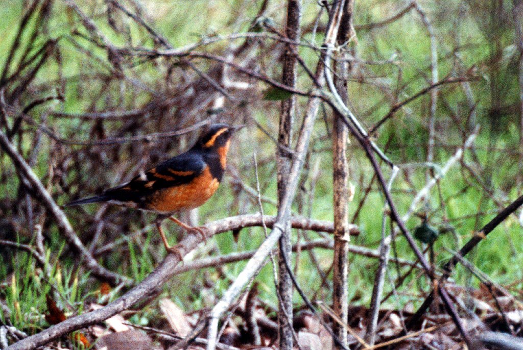 Thrush, Varied, Point Reyes, 12-1994 B03P70I02.jpg - Varied Thrush